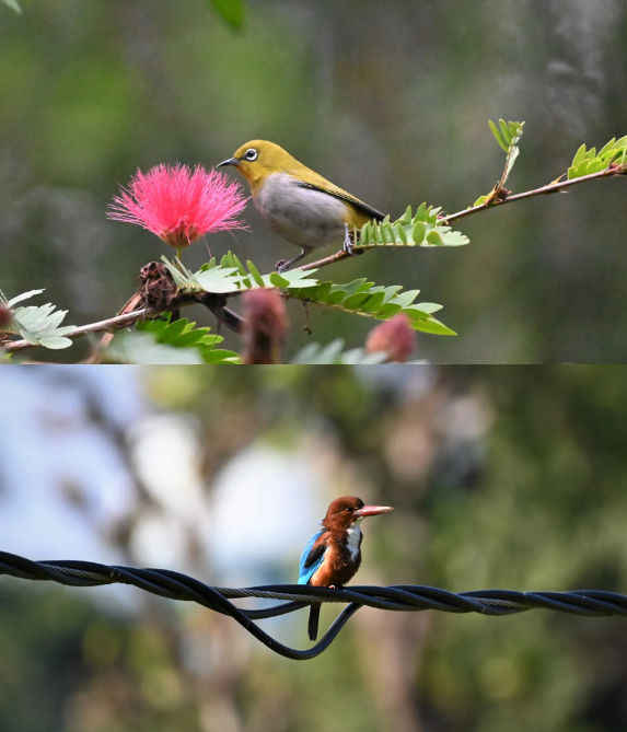 Bird Watching
